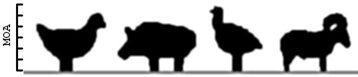 Figure 5 — The four IHMSA animals to a common scale with an MOA reference: chicken at 50 metres, pig at 100, turkey at 150, ram at 200. The ram is the one that decides which cartridges are viable. Photo: File…
