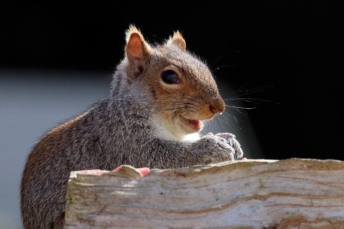 Figure 2 — A grey squirrel — the .22's defining quarry, and the reason the head-shot-with-a-solid discipline exists at all. At 25–50 yards a squirrel offers a head shot on most presentations, and taking it is…